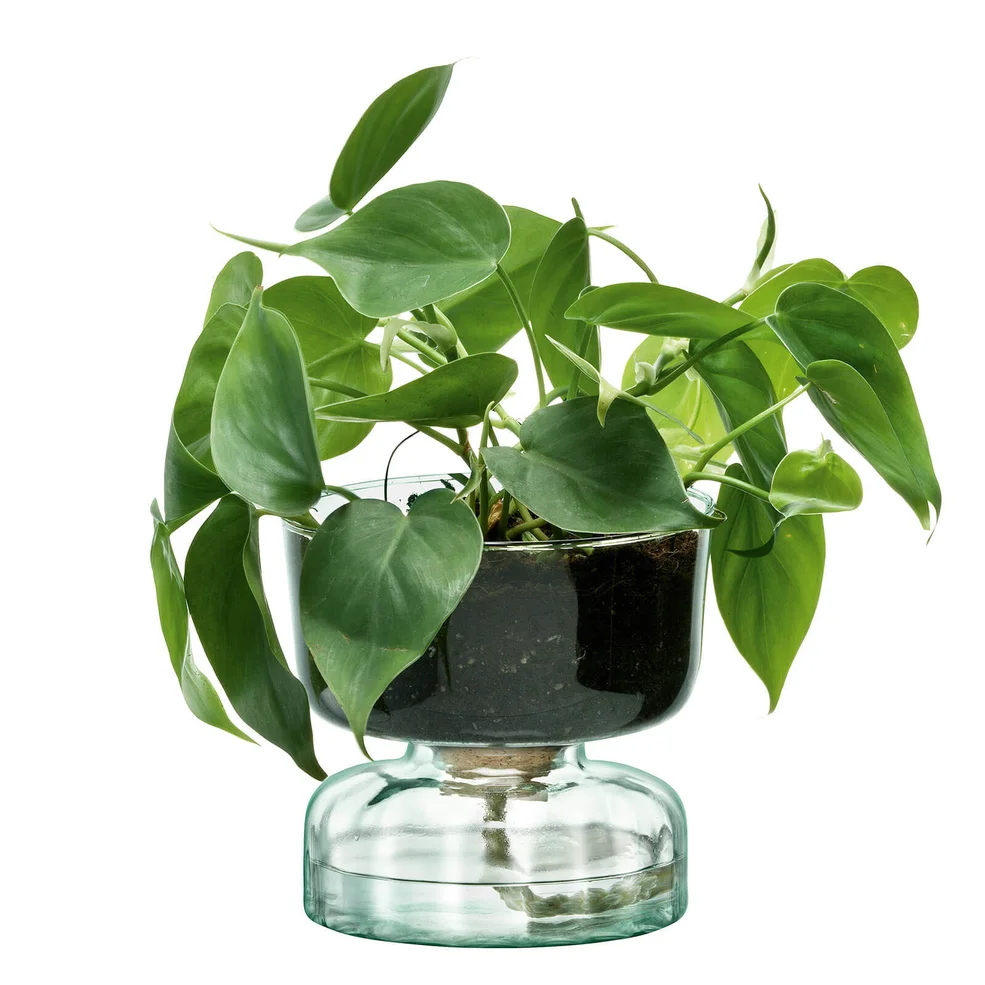 LSA Canopy Clear Self Watering Planter - 13cm Image 1